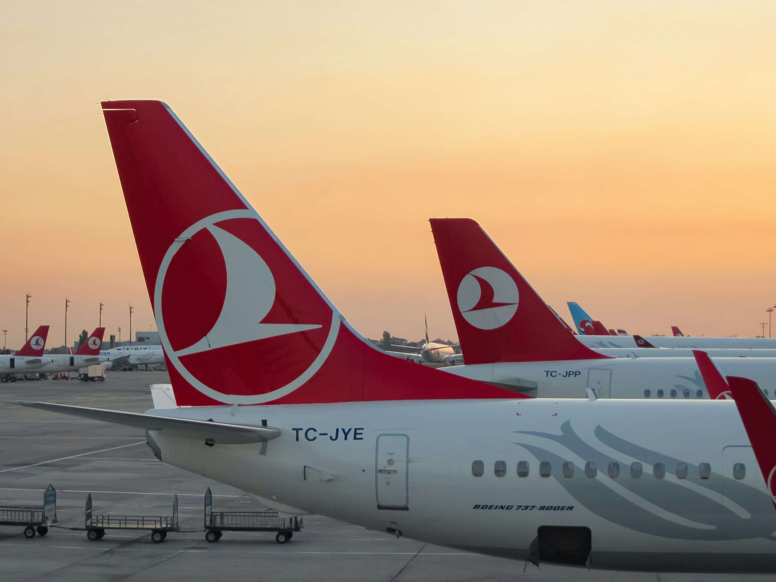 Turkish Airlines Pet Policy: Everything You Need to Know