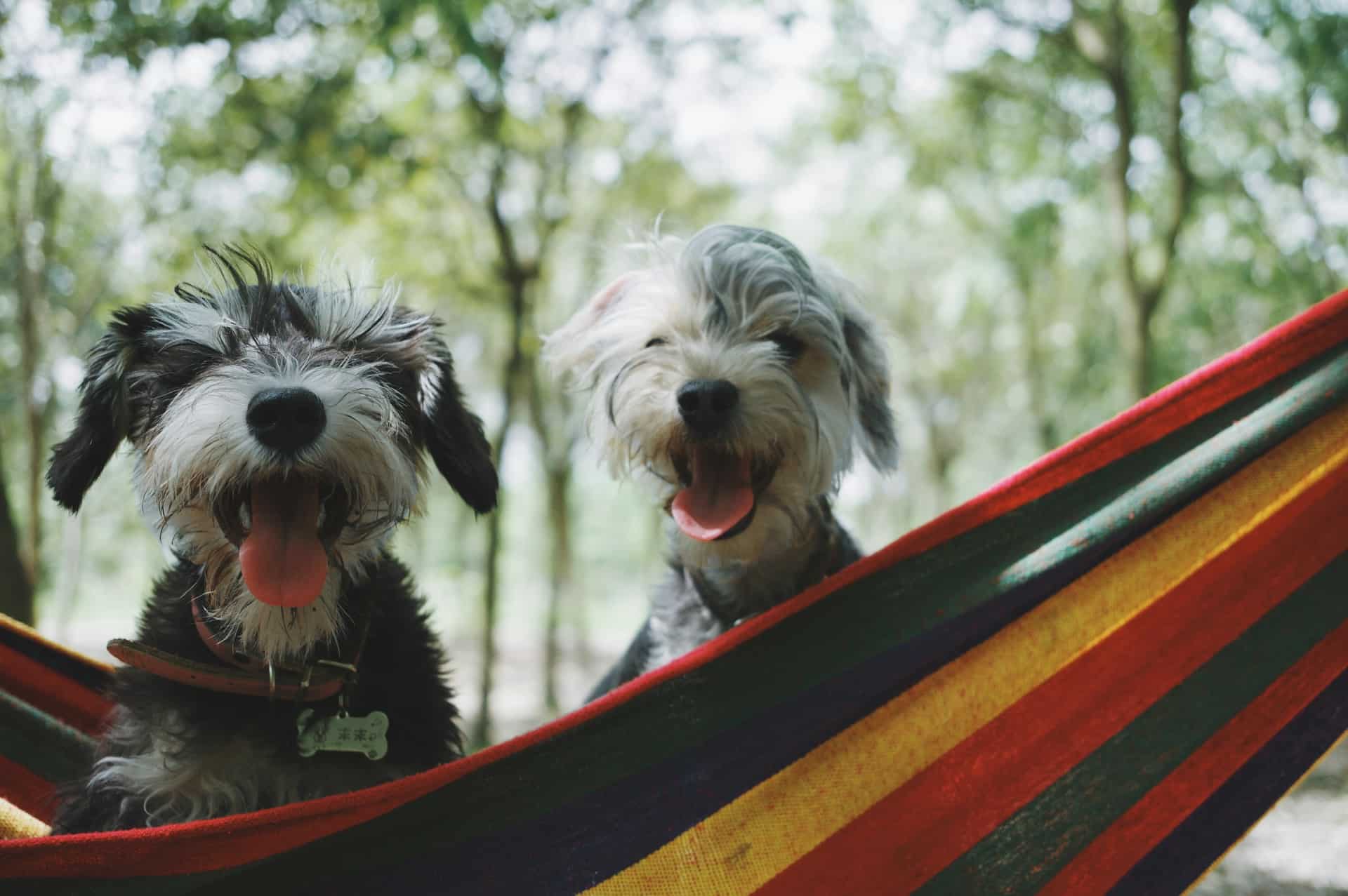 14 Dog Friendly Midwest Road Trip Destinations
