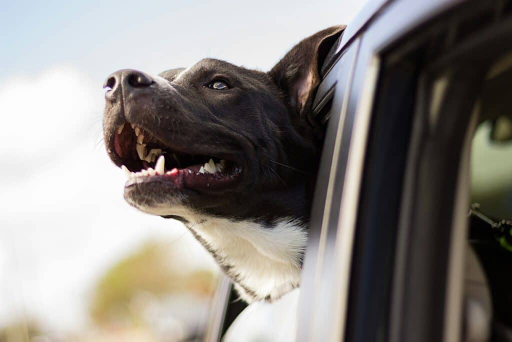 black and white dog with its head out the car window