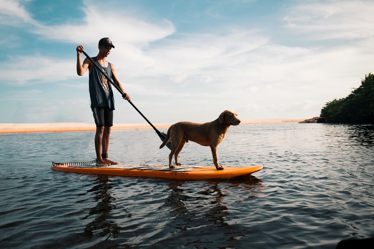 6 Seattle Water Activities for Dogs
