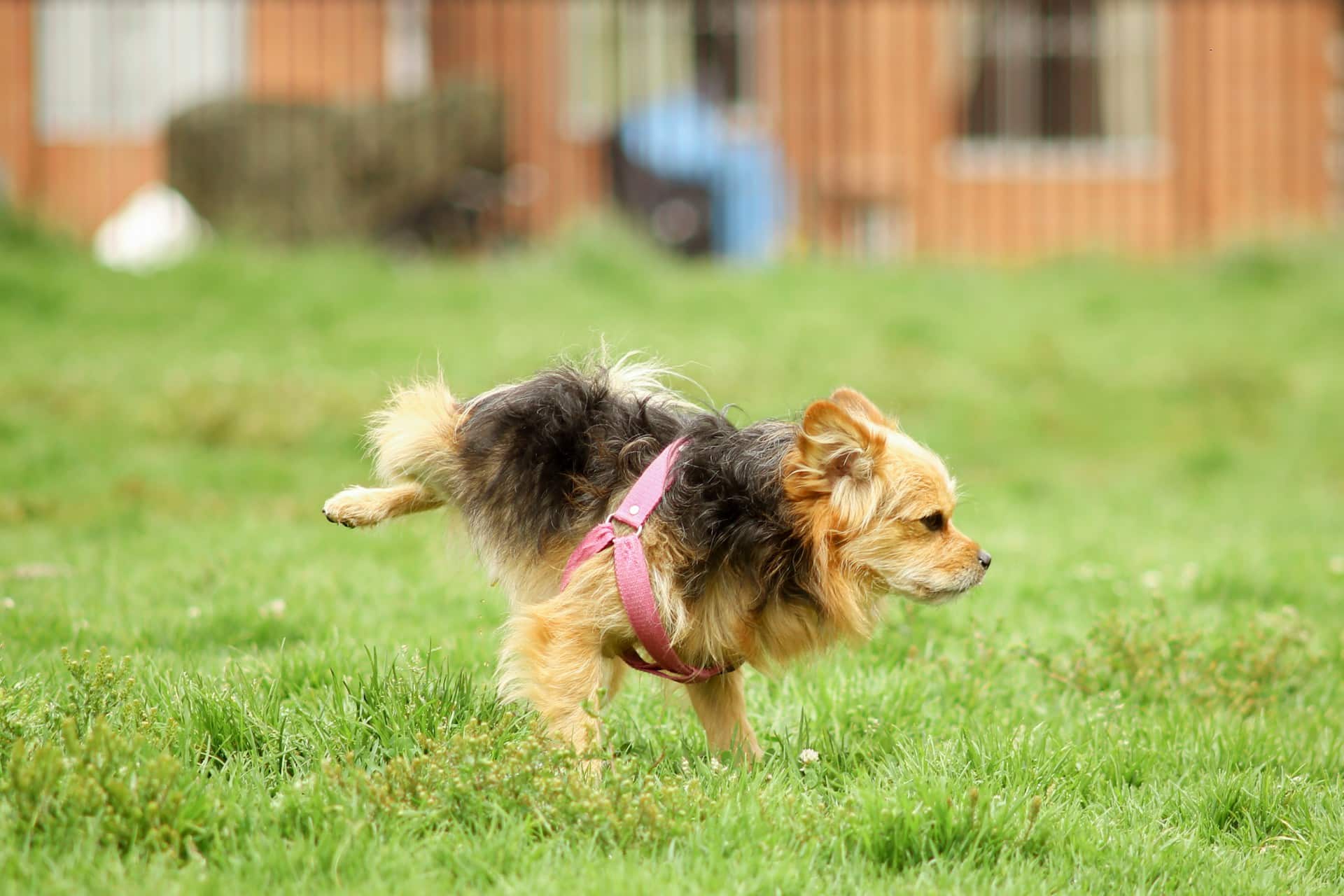 Can “No Dog Waste” signs on lawns be enforced?