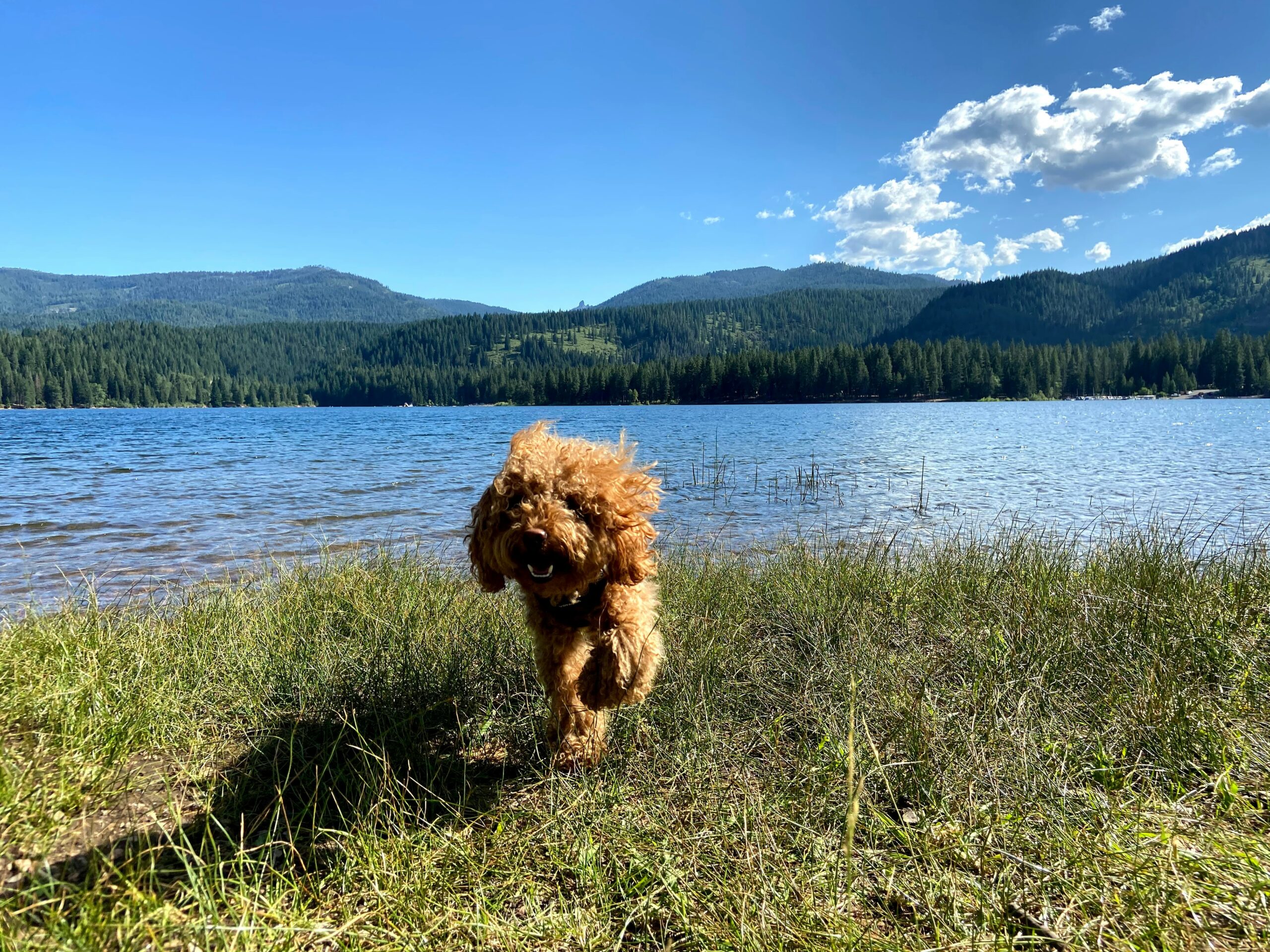 10 Dog-Friendly Vacations in California