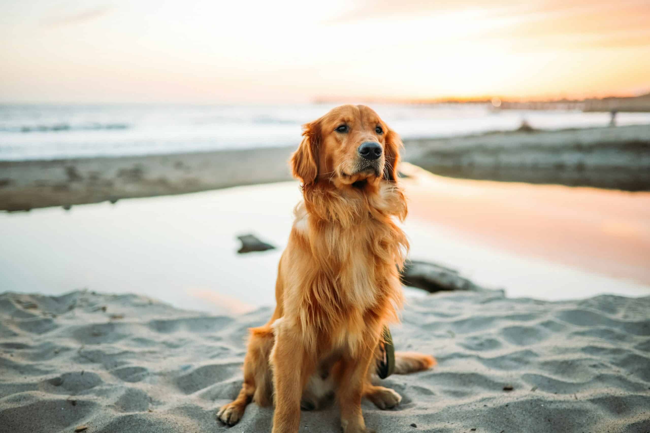 10 Dog-Friendly Beaches in Connecticut