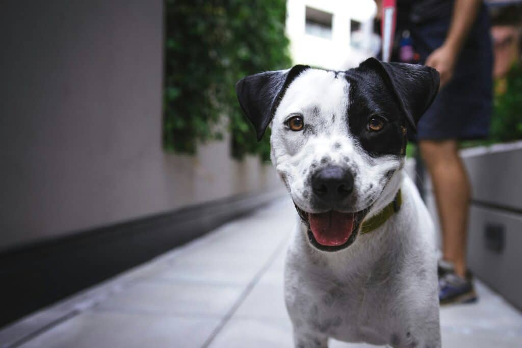 black and white dog standing in the street