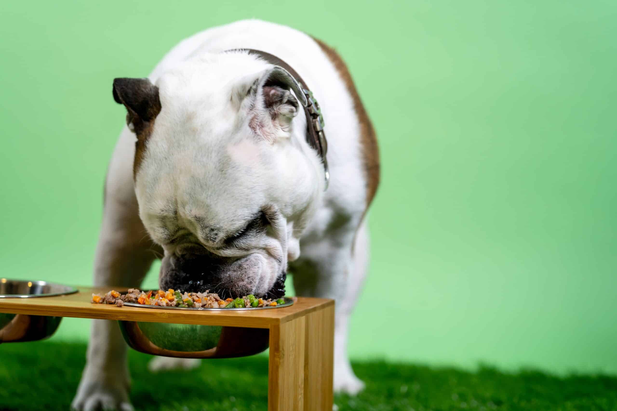 10 Benefits of an Elevated Dog Bowl