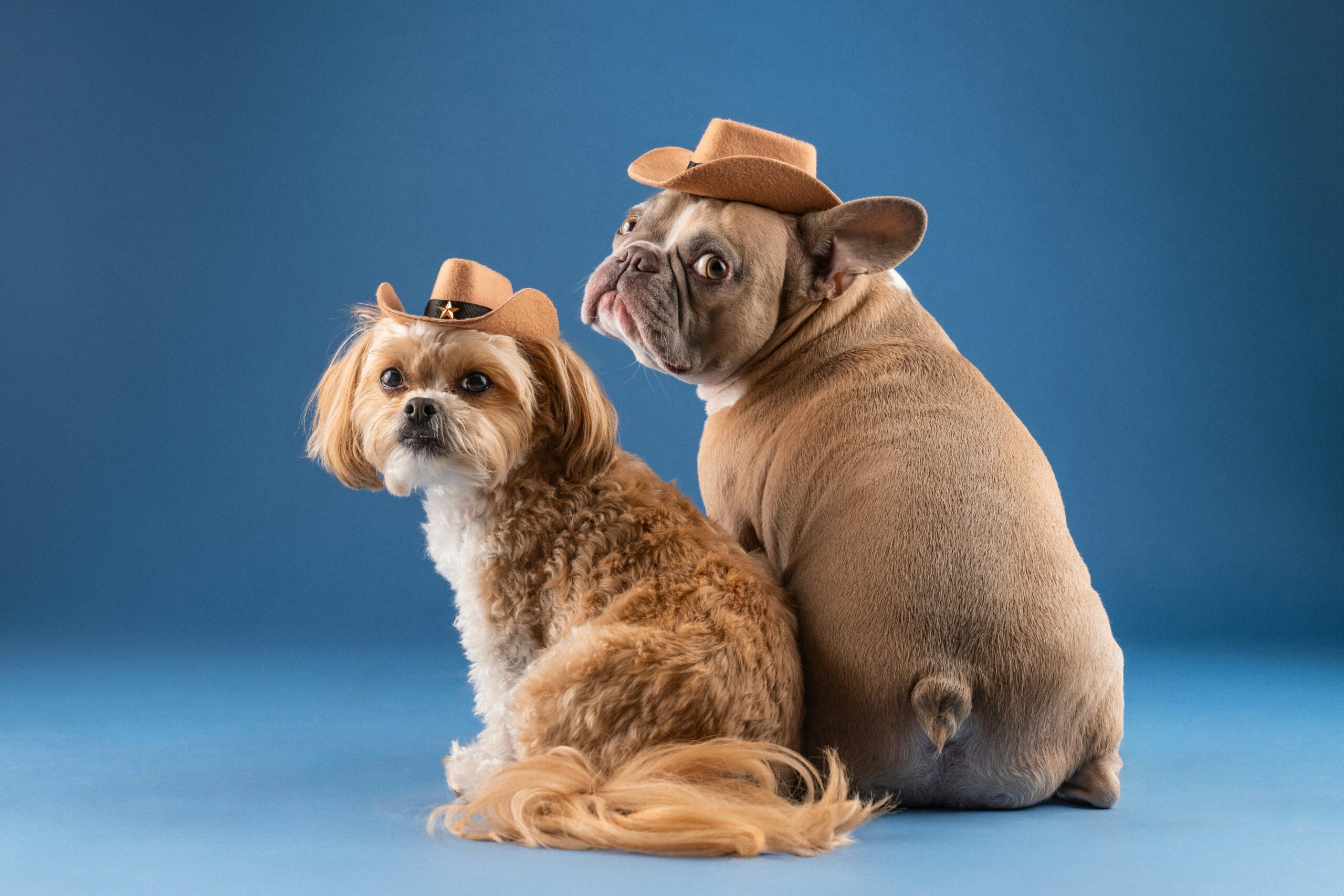 10 Dog Friendly Hotels in Nashville