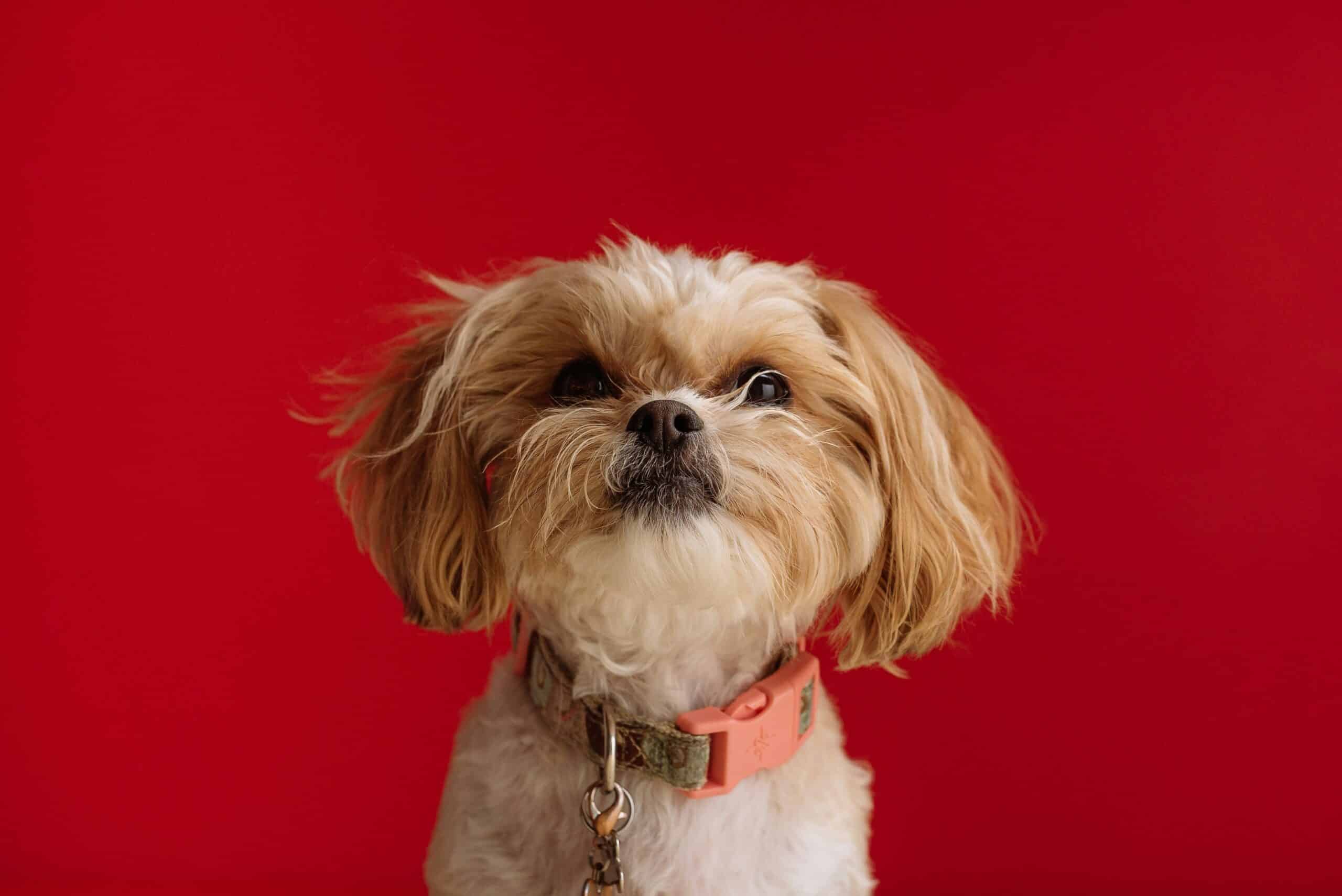 10 Dog Friendly Vacations in Texas