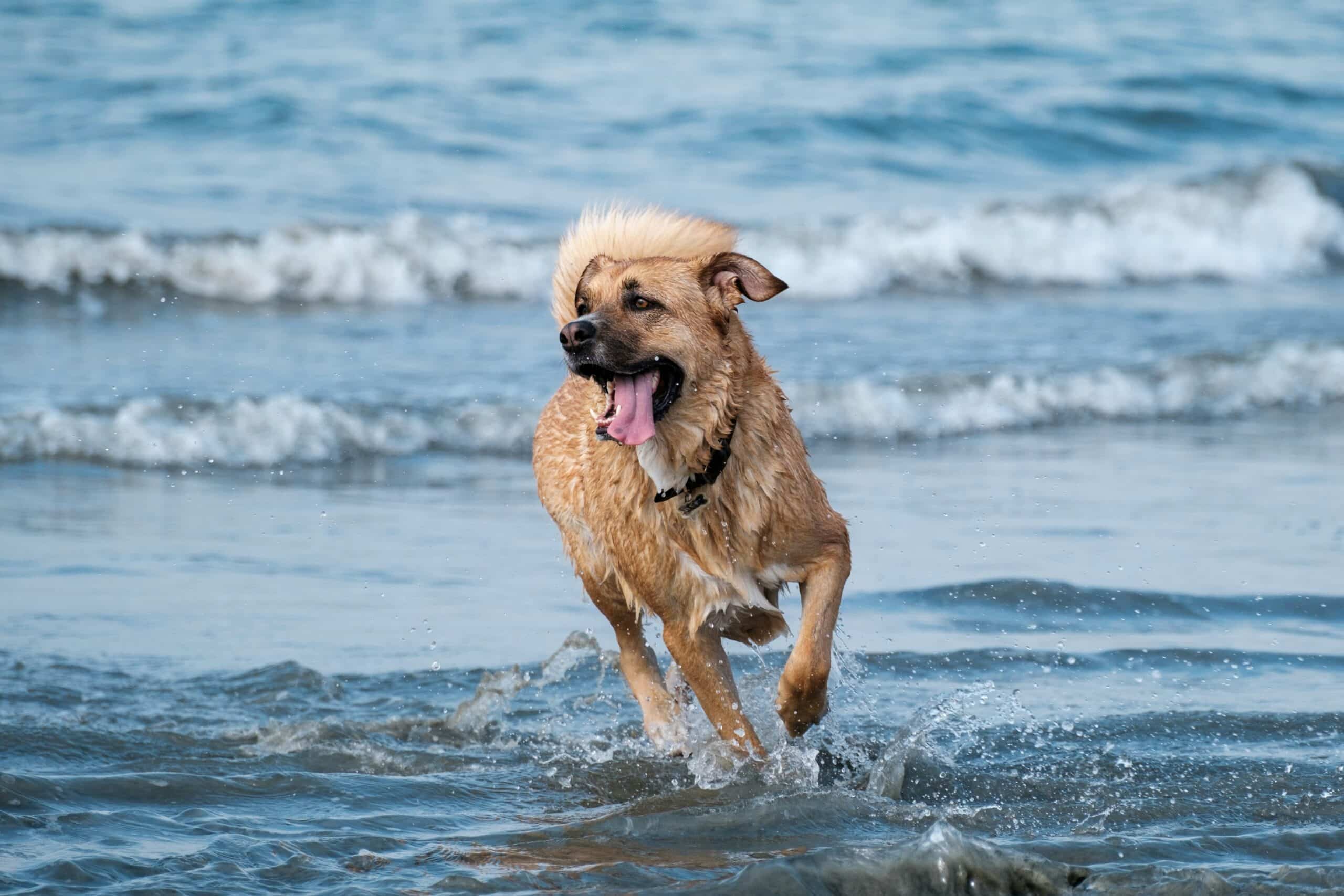 10 Dog-Friendly Beaches in South Carolina
