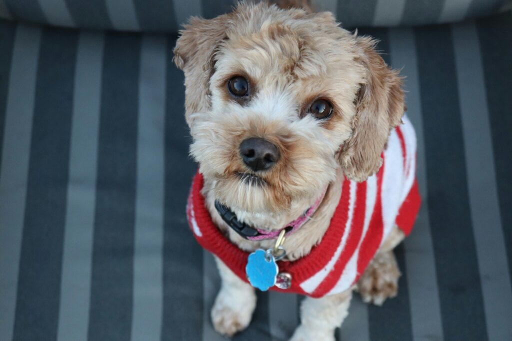 white and brown dog with a red striped sweater on