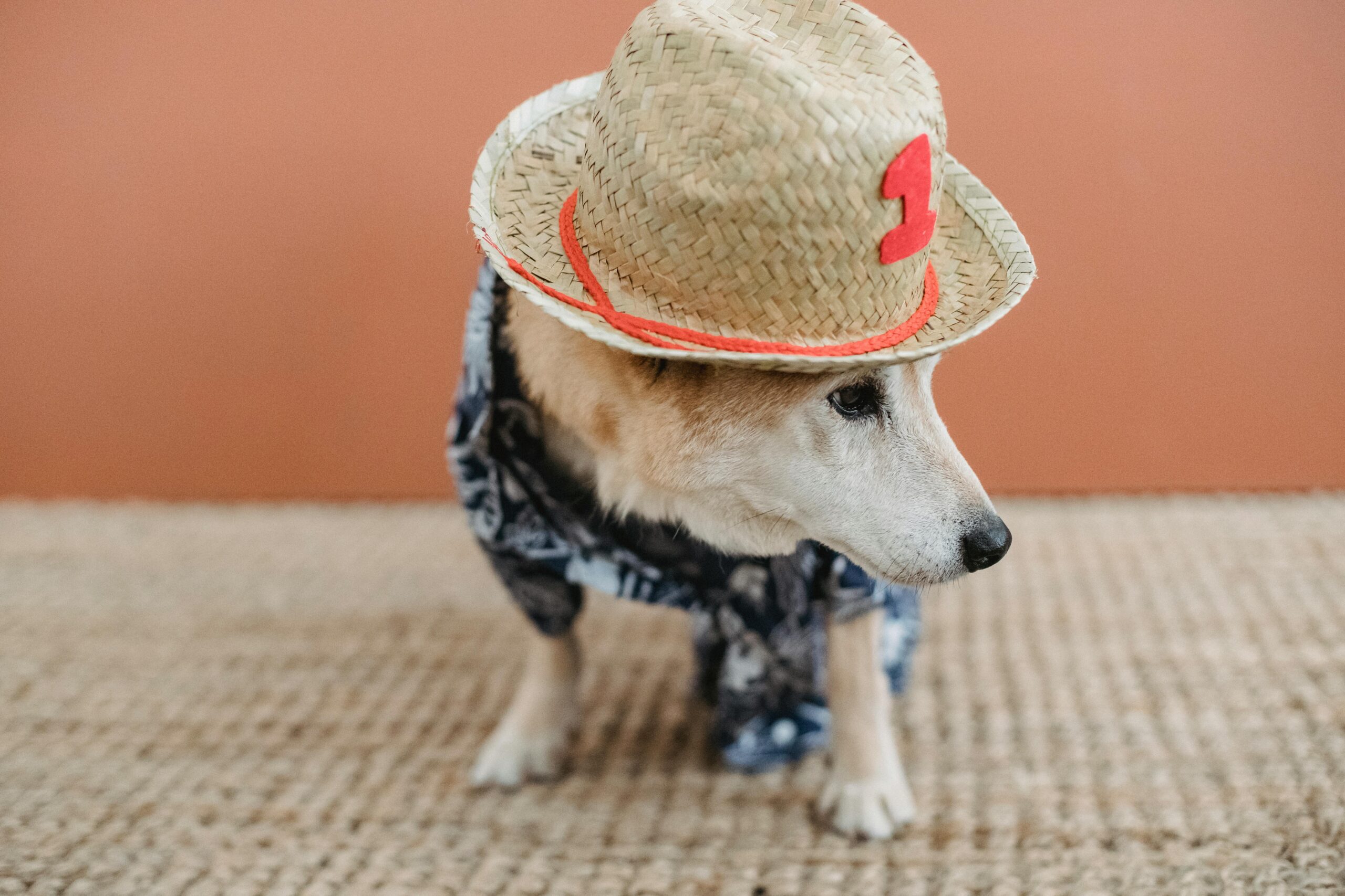 Why Custom Dog Apparel is the Latest Trend Among Pet Owners