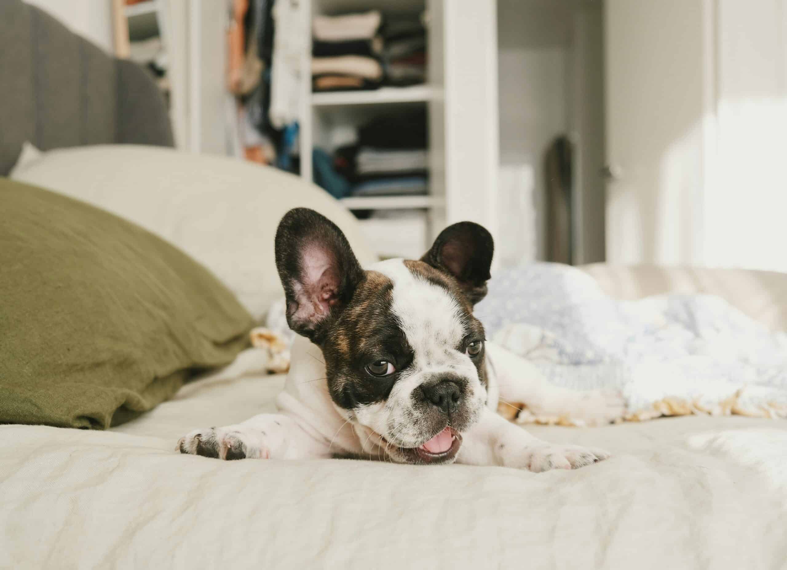 10 Dog Friendly Hotels in Boston
