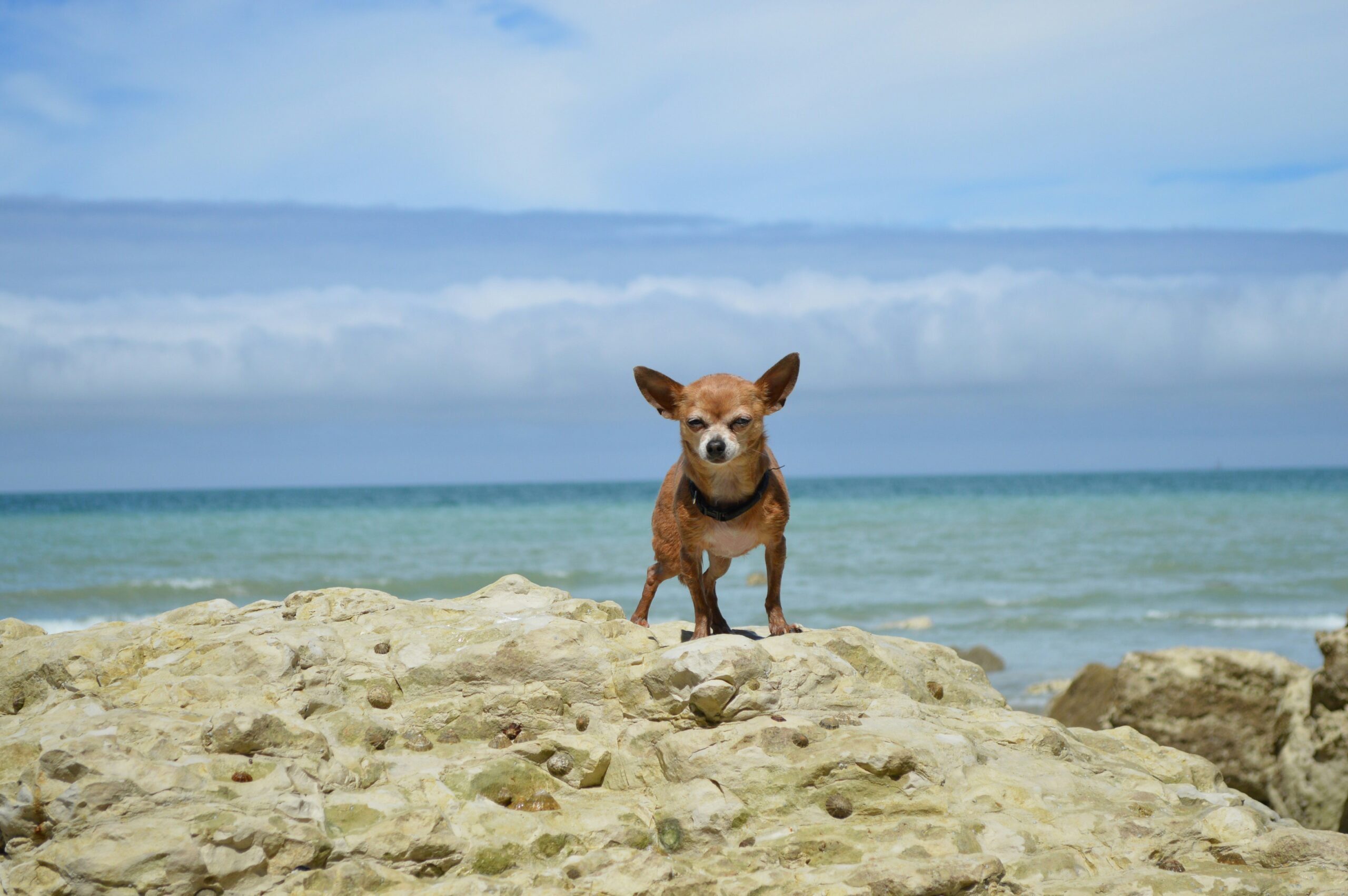 10 Dog Friendly Hotels in Ocean City, MD