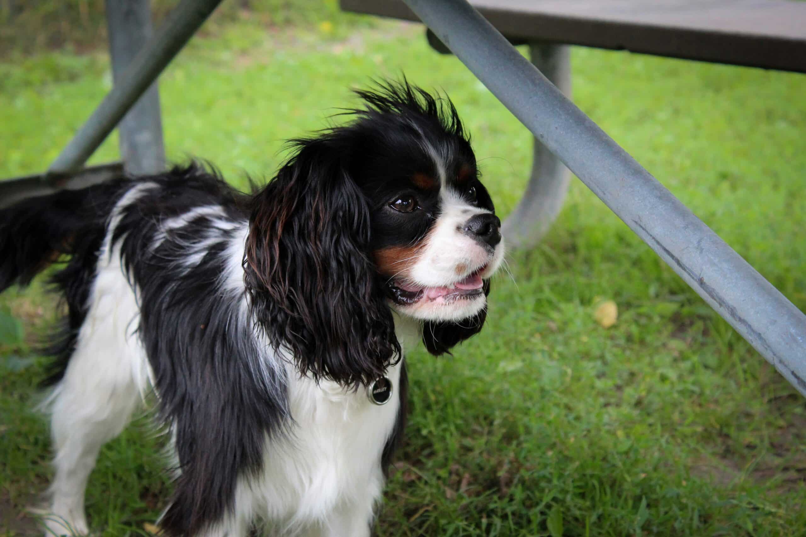 10 Dog-Friendly Hotels in Duluth, MN