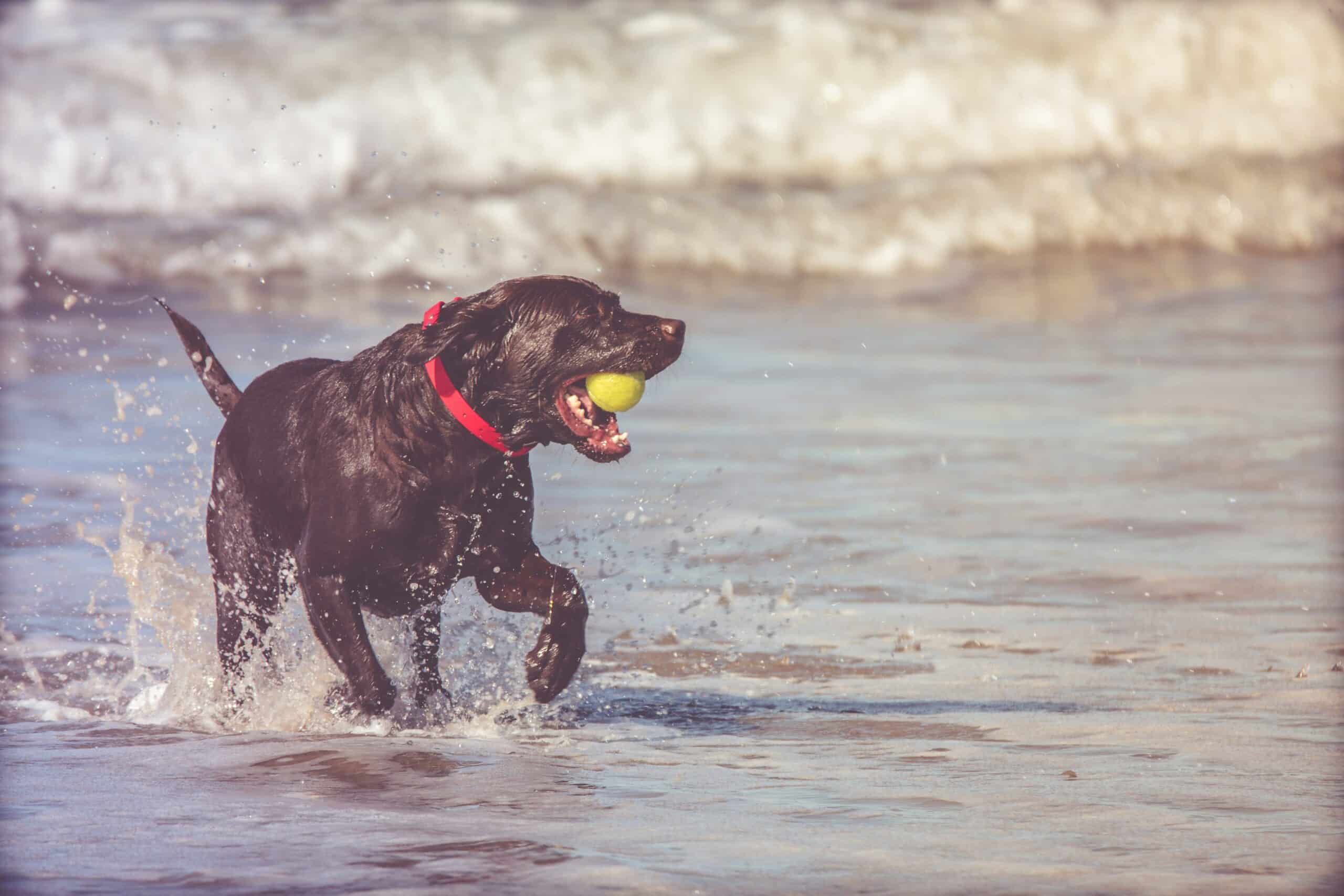 10 Dog-Friendly Beaches in North Carolina