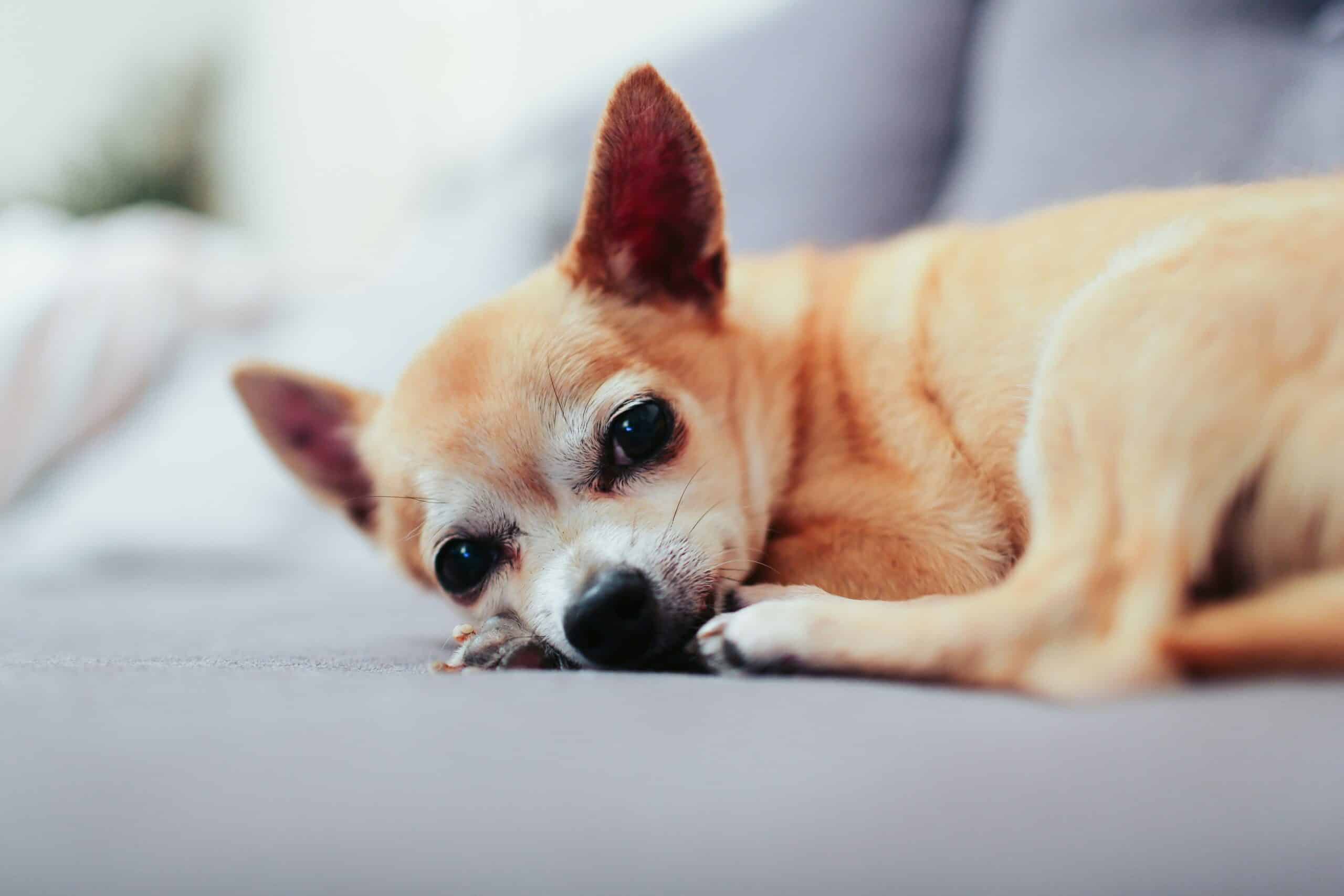 The Pet-Friendly Policy of Red Roof Inn