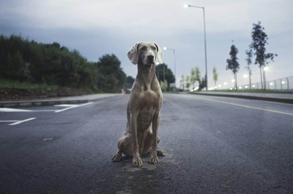 a greyhound standing in the road