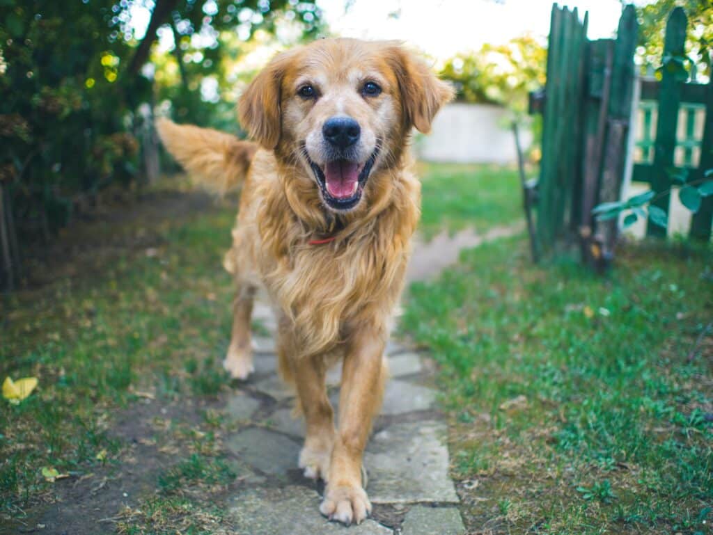 a happy golden retriever outside