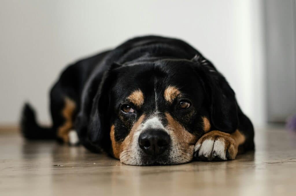 a black and white dog sitting on the floor