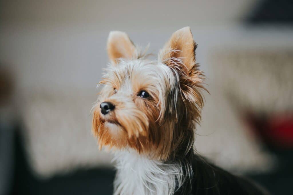 a close up shot of a yorkie