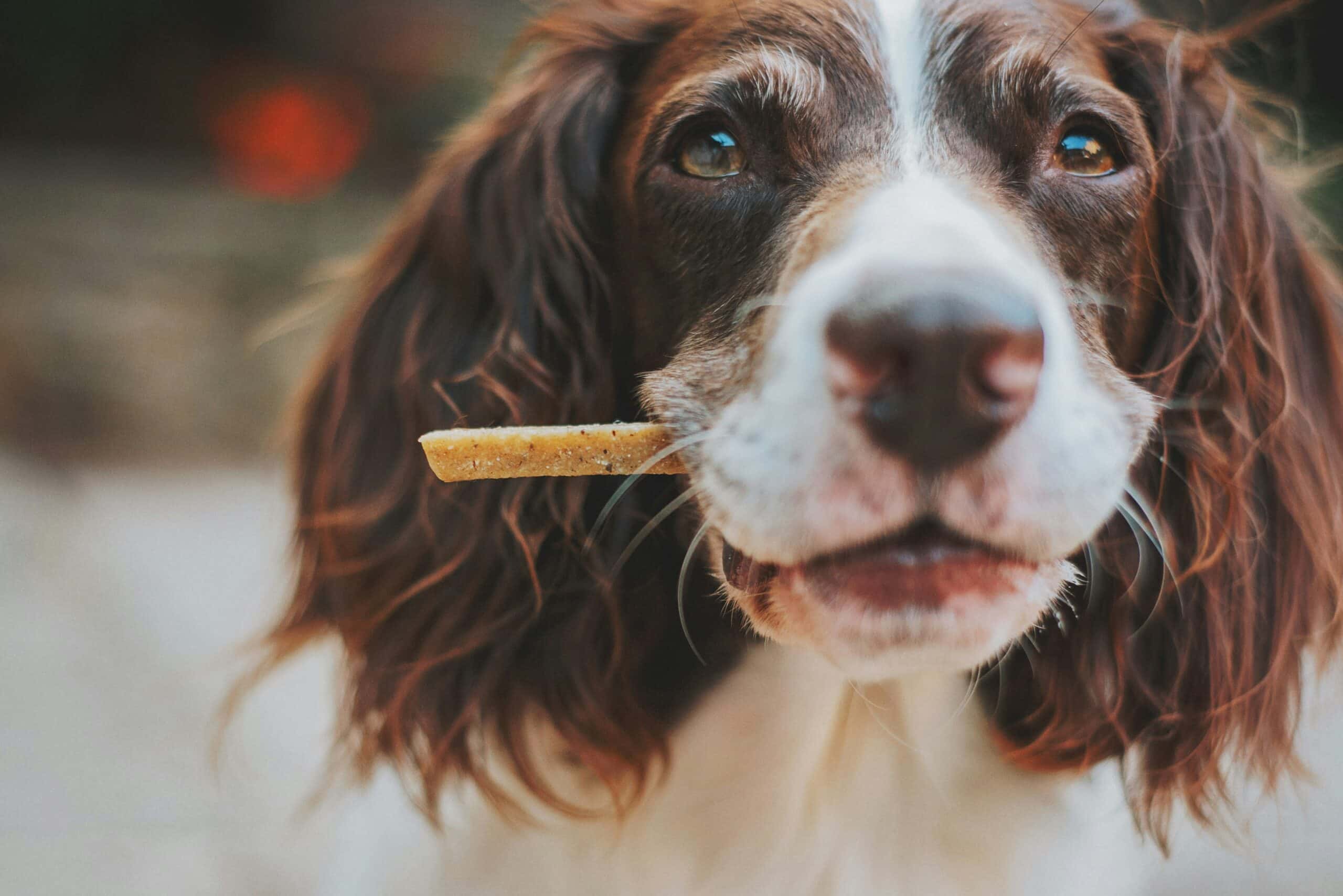Best Dog Treats for Sensitive Stomachs