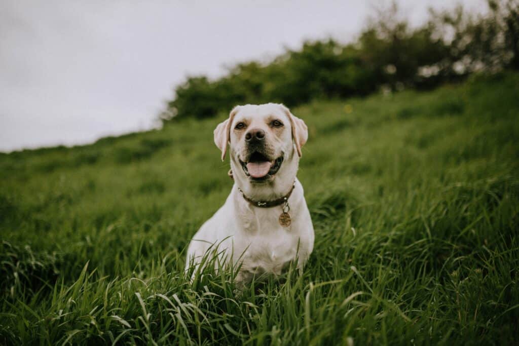 a tan dog standing in a grassy field