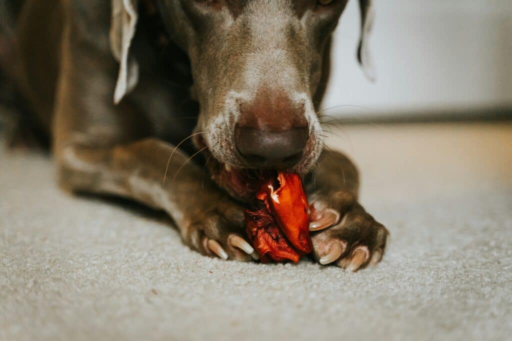 brown dog chewing on a treat
