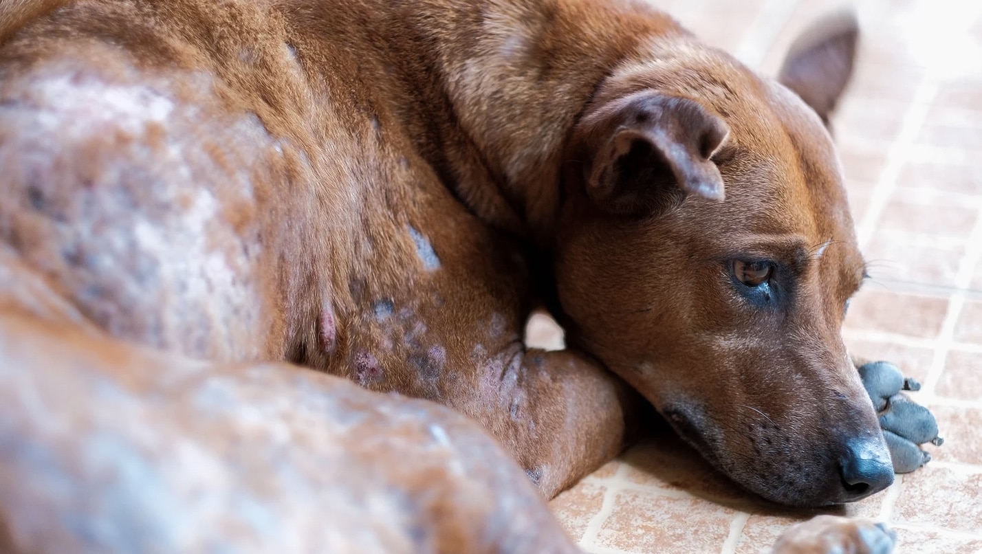 Understanding Mange in Dogs