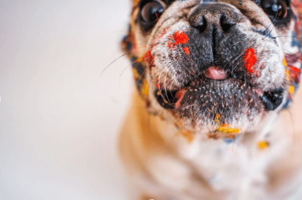 A Guide to Art Therapy for Dogs