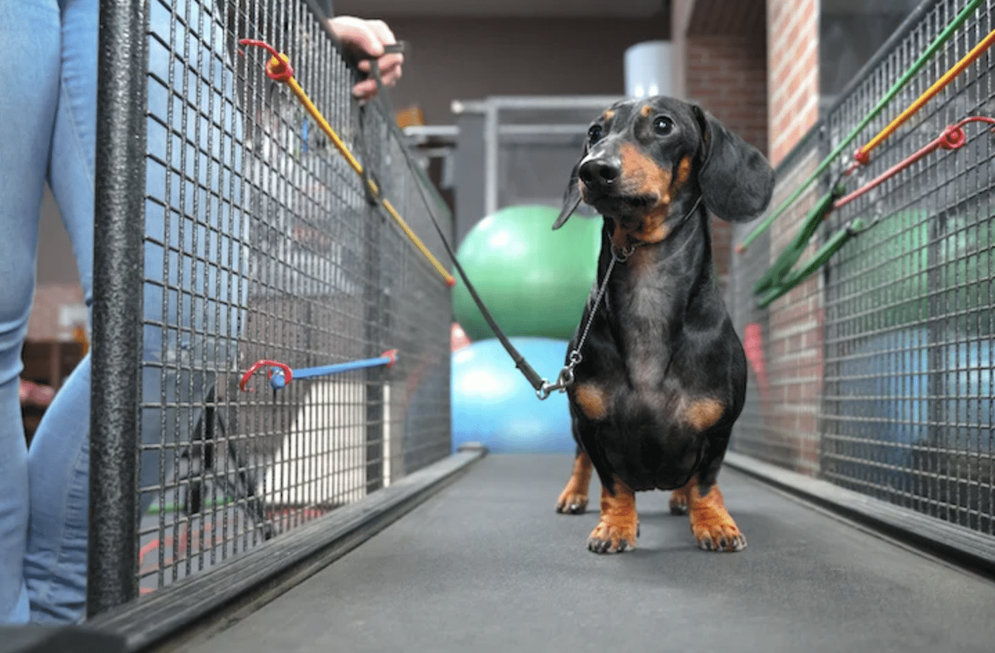 DIY Dog Treadmill: An Indoor Exercise Solution