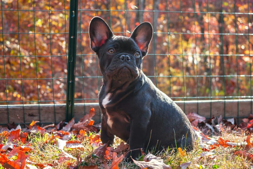 a black dog sitting outside on leaves