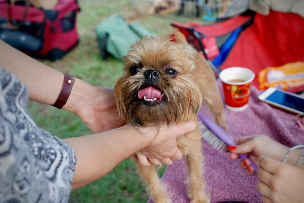 A brown dog being groomed