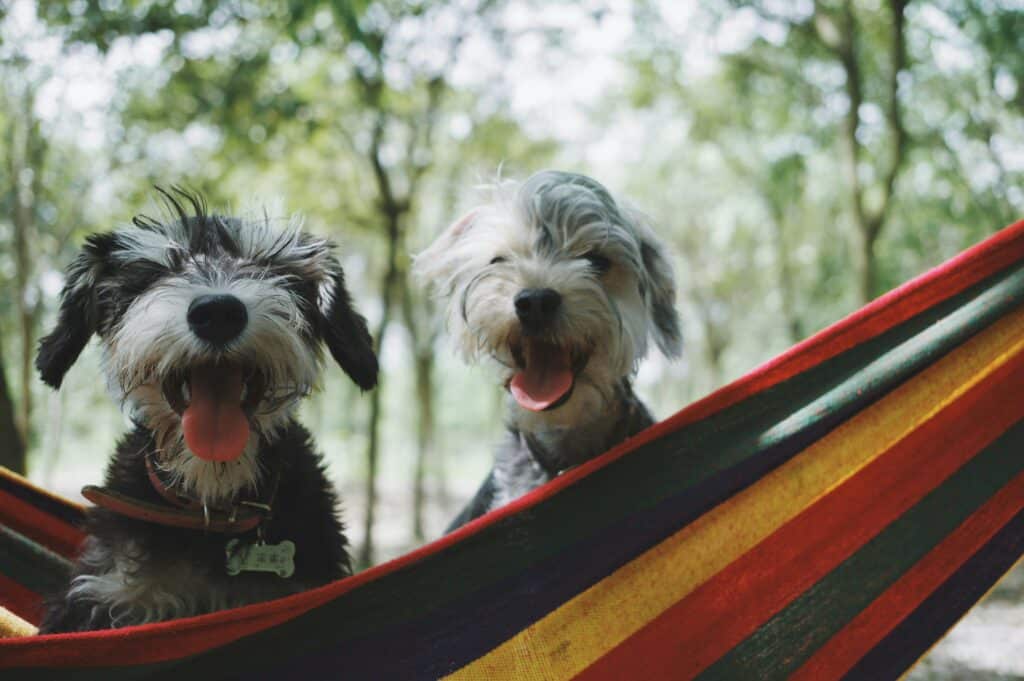 two dogs sitting in a hammock
