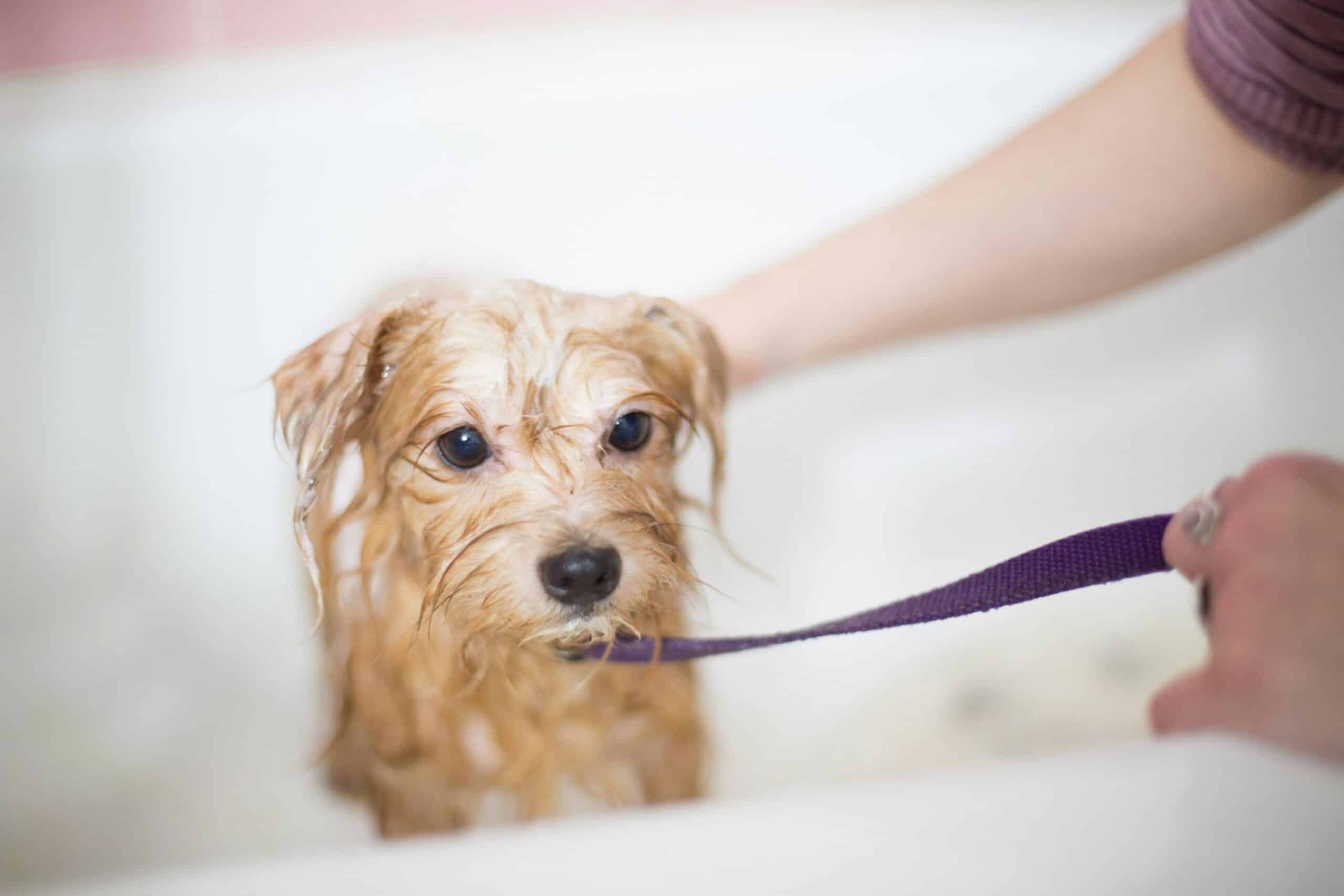 Can You Wash Your Dog with Dawn?