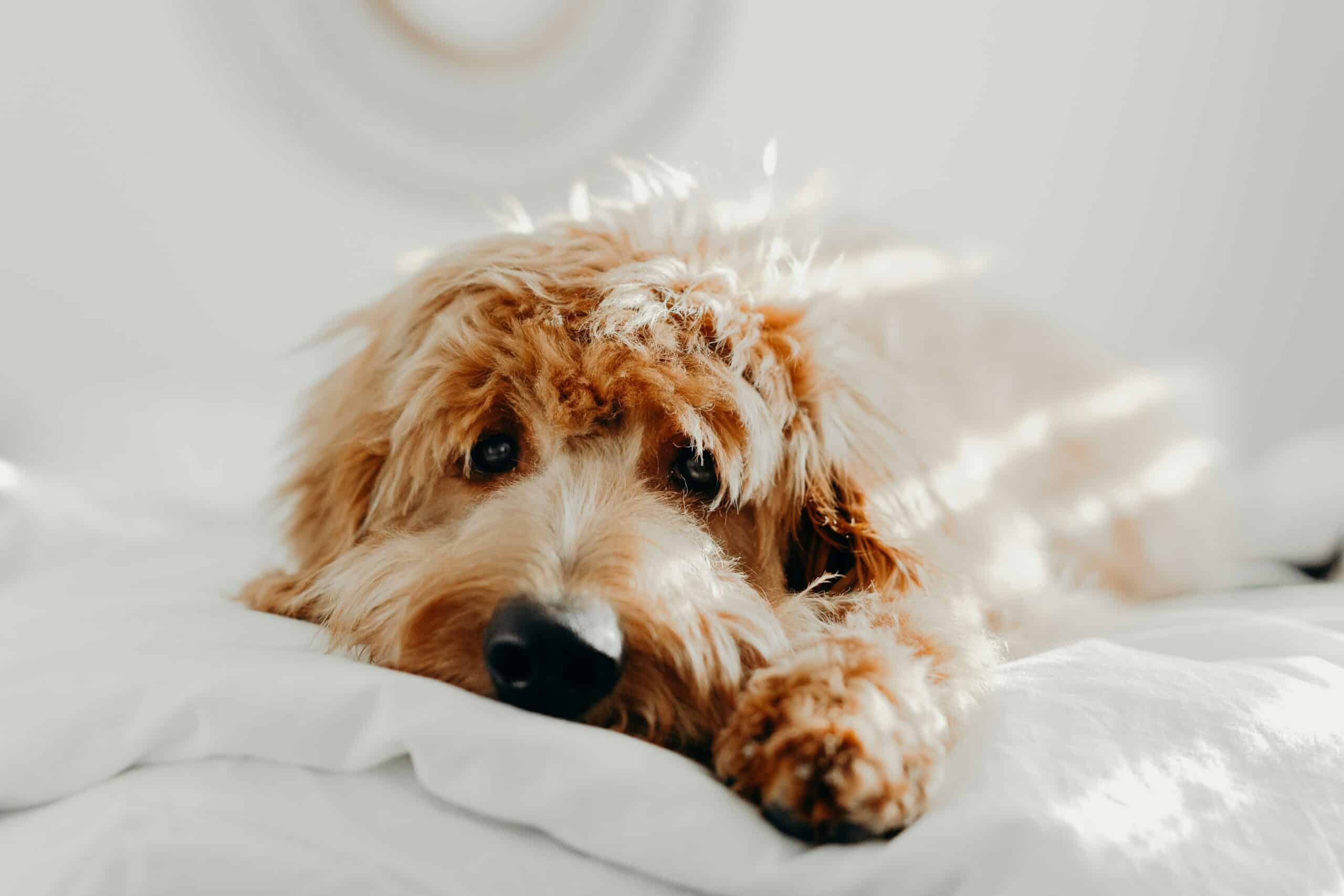 What to Expect When Pet Sitting for a Teacup Goldendoodle