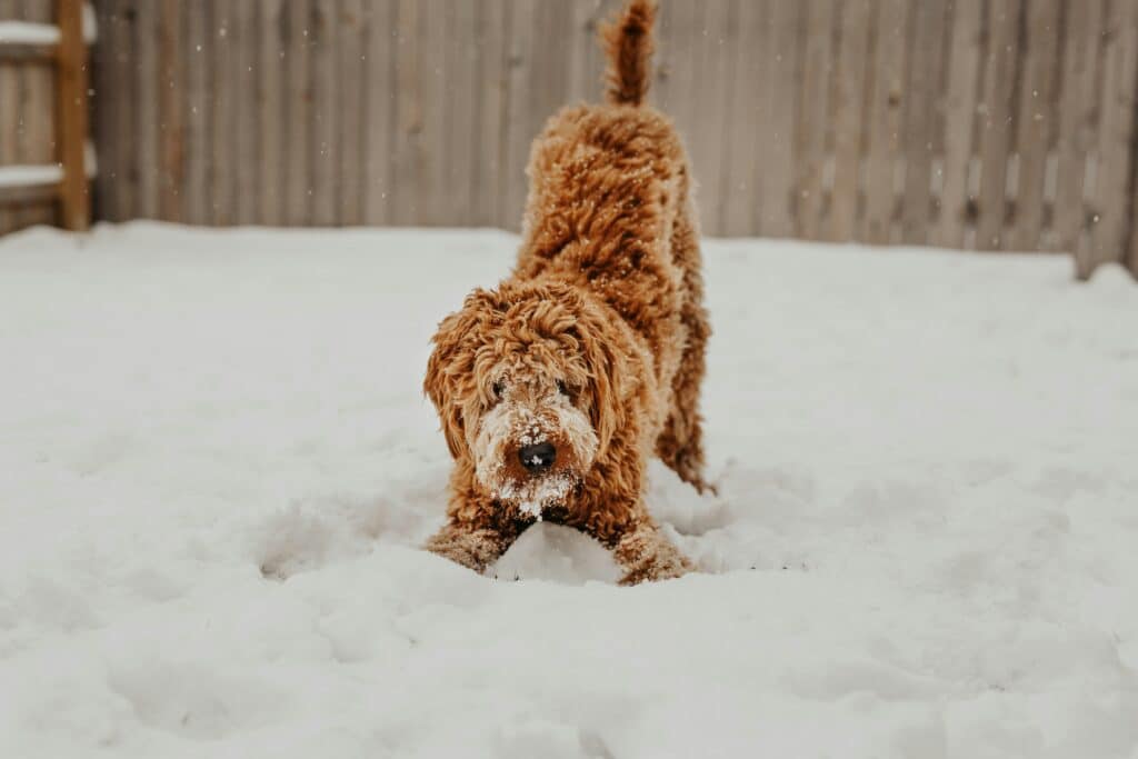 goldendoodle playing in the snow