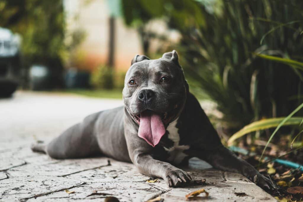 grey dog laying down on the pavement outside