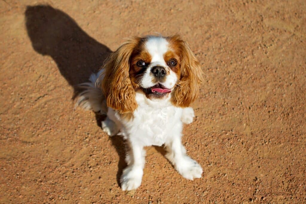 a white and brown dog siting on a dirt ground