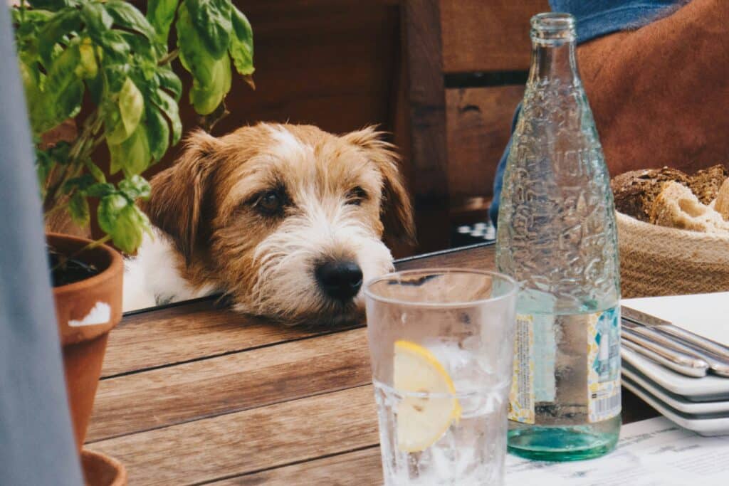 dog with head on table at a restaurant