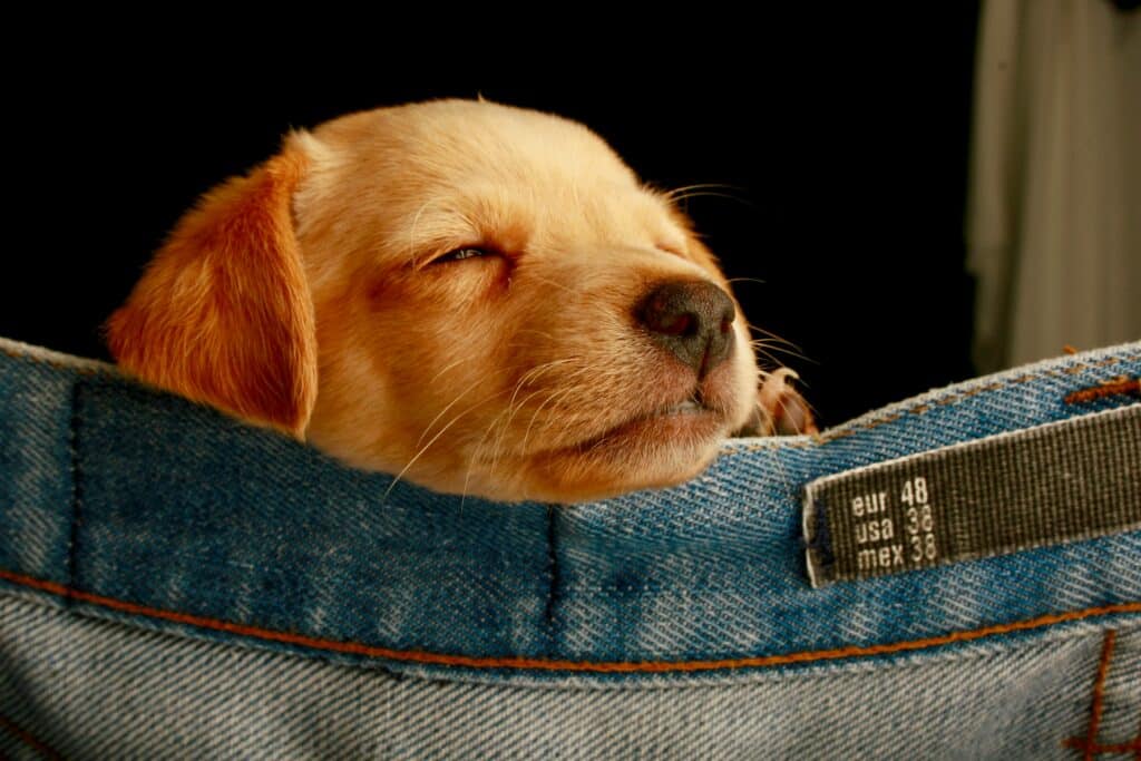puppy laying on jeans