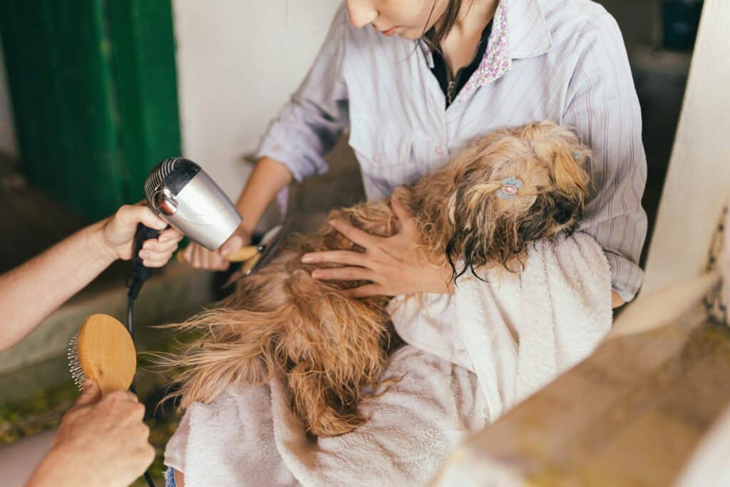 a dog getting dried with a blow dryer