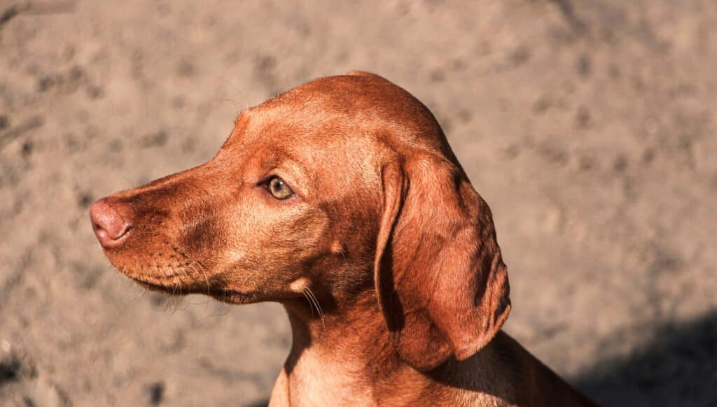 a brown dog on the sand 