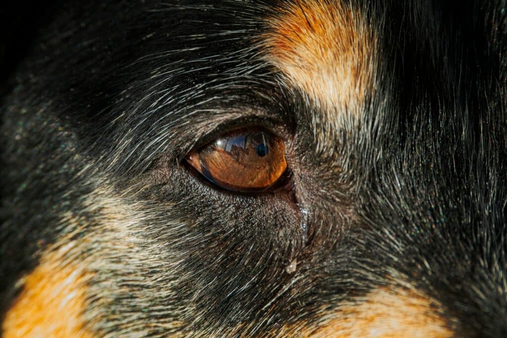 close up shot of a dogs eye