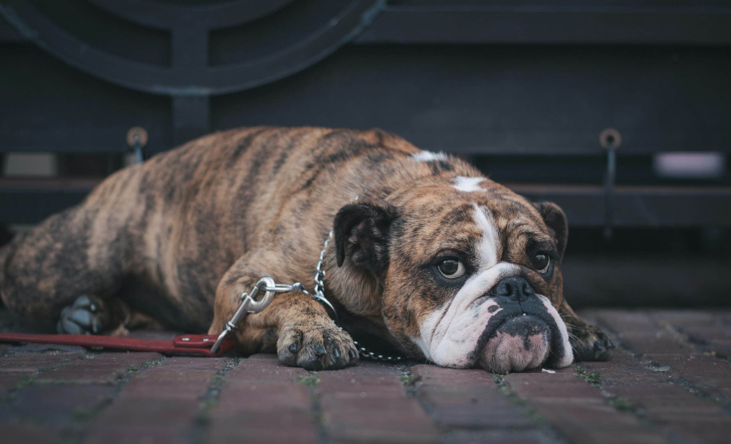Dog Poisoning Signs Every Pet Owner Should Know