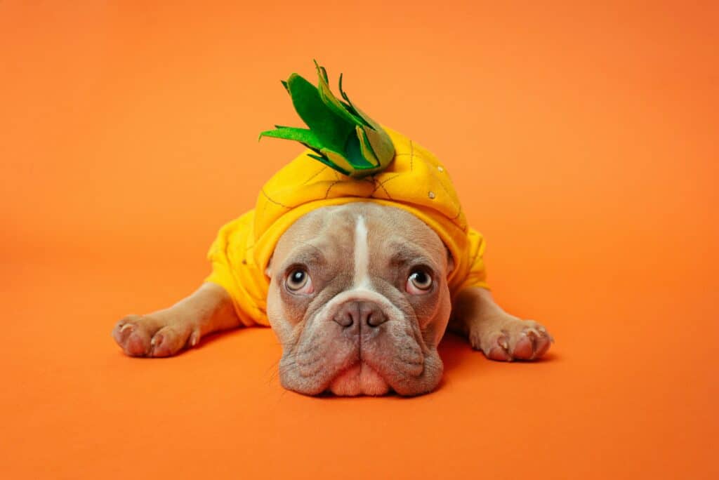 dog with a pineapple costume on