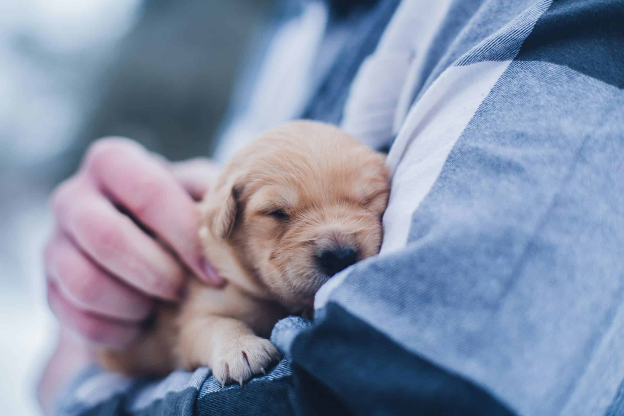 Leaving Your Puppy Alone: How Long Is Too Long?