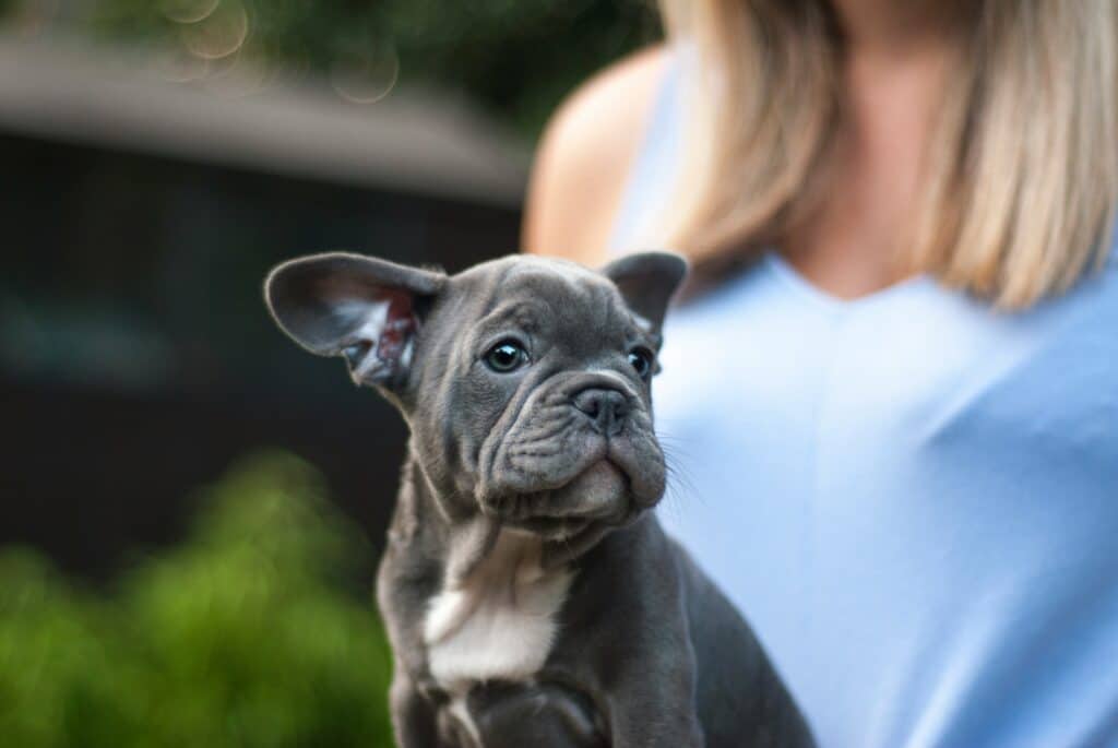 a grey and white dog and a woman in a blue shirt