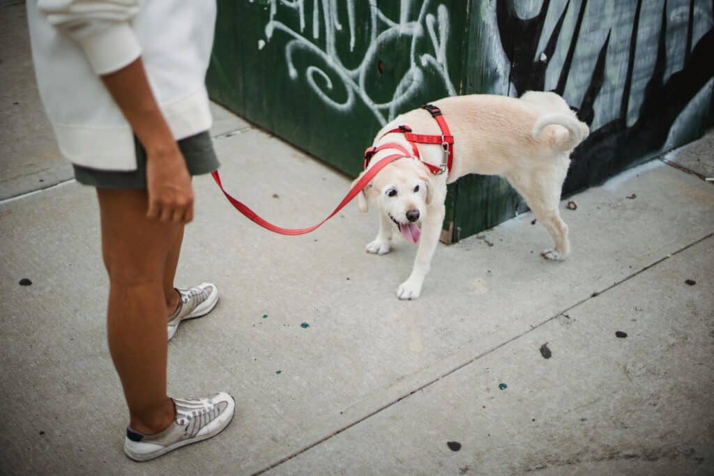 a dog peeing on a street corner with owner