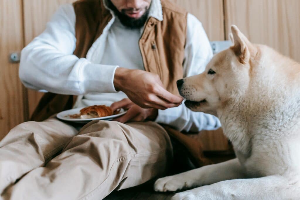 man feeding a husky dog