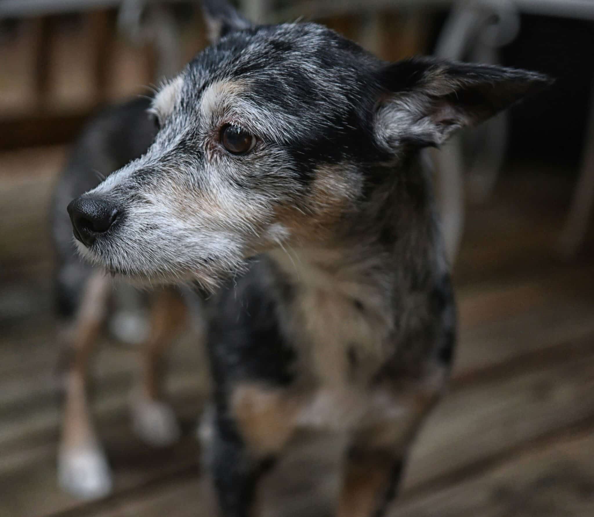 Eye Discharge in Dogs: Types, Causes, and When to See a Vet | Sidewalk Dog