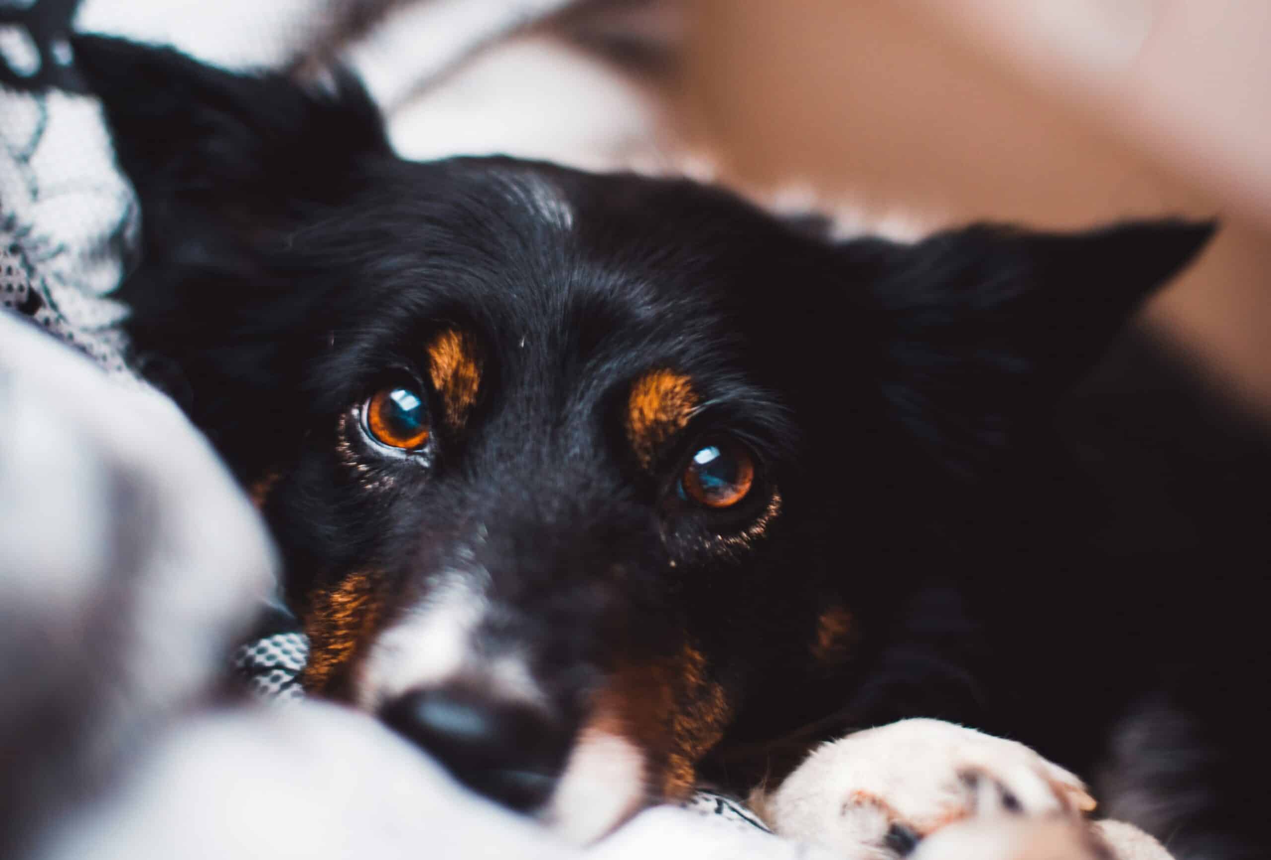 Eye Discharge in Dogs: Types, Causes, and When to See a Vet
